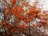 Birks of Aberfeldy autumn leaves