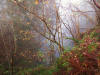 Birks of Aberfeldy misty Autumn day