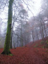 The Birks of Aberfeldy woodland