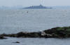 Grey Seals & Inchmickery Firth Of Forth