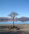 Loch Lomond tree sunny winter day
