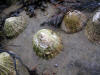 limpets