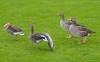 geese Linlithgow
