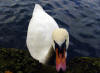 swan Linlithgow Loch