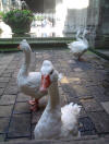 geese in the cloister Cathedral of Santa Eulalia Barcelona