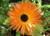 Michaelmas Daisy orange