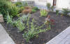 Starry Towers front garden starting to fill up