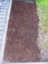Starry Towers grass seed