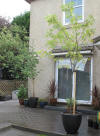 Starry Towers rowan trees on patio 2