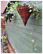 Starry Towers winter hanging baskets