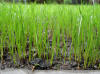 grass grown by Star