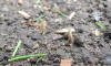 Starry Towers seeds starting to grow
